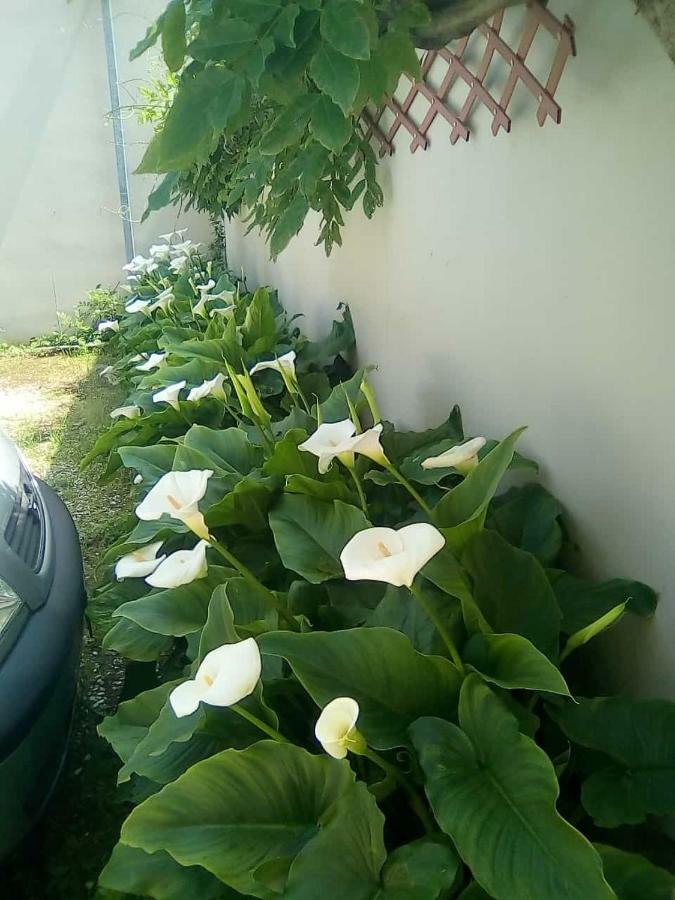 Hotel Goldene Rose Rimini Exterior photo